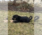 Small Photo #3 Bordoodle Puppy For Sale in CABERY, IL, USA