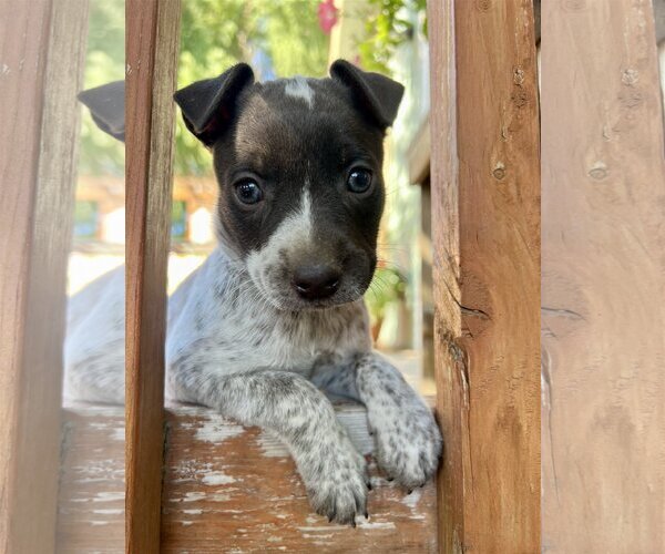 Medium Photo #8 Mutt Puppy For Sale in Redmond, WA, USA