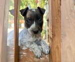 Small Photo #8 Mutt Puppy For Sale in Redmond, WA, USA