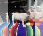 Small #4 Faux Frenchbo Bulldog