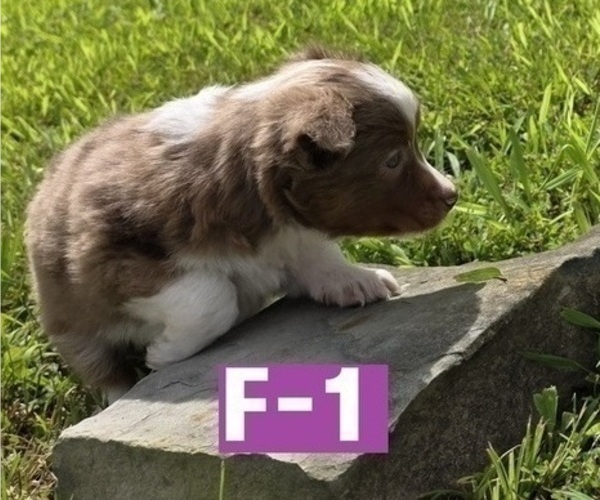 Medium Photo #3 Miniature Australian Shepherd Puppy For Sale in EVERTON, MO, USA