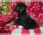 Small Photo #19 German Shepherd Dog Puppy For Sale in APACHE JUNCTION, AZ, USA