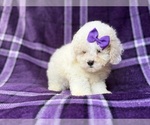 Small #5 Bichpoo