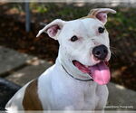 Small #1 American Pit Bull Terrier