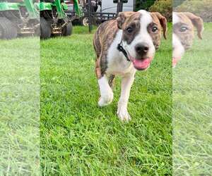 Mutt Dogs for adoption in Frankenmuth, MI, USA