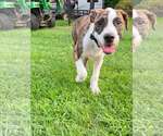 Small Mutt