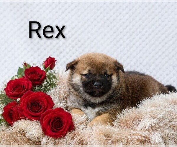 Medium Photo #1 Shiba Inu Puppy For Sale in LOYAL, WI, USA