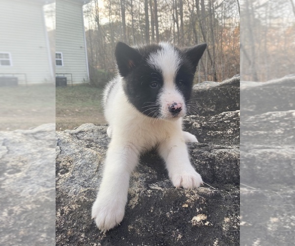 Medium Photo #5 Akita Puppy For Sale in UNION CITY, GA, USA