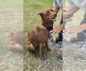 Mechanic - At shelter available 9/23 - Female Labrador Retriever-Unknown Mix Dog for Adoption - Photo #4