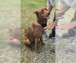 Small Photo #4 Labrador Retriever-Unknown Mix Puppy For Sale in Rustburg, VA, USA