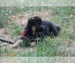 Small #2 German Shepherd Dog