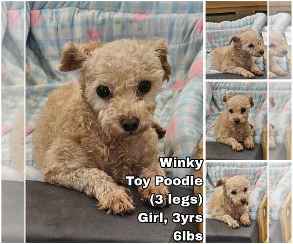 Medium Photo #1 Poodle (Toy) Puppy For Sale in Seattle, WA, USA