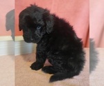 Small Photo #16 Bernedoodle Puppy For Sale in COOLIDGE, AZ, USA