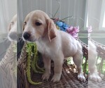 Small Photo #3 Golden Labrador-Goldendoodle Mix Puppy For Sale in KNOX, PA, USA