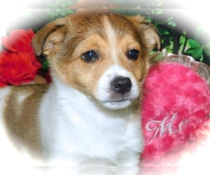 Border Collie-Unknown Mix Puppy for sale in HAMMOND, IN, USA