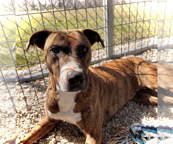 Medium Photo #4 Shollie Puppy For Sale in Bolivar, MO, USA