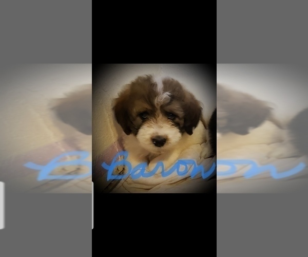 Medium Photo #1 Pyredoodle Puppy For Sale in GLENCOE, AR, USA