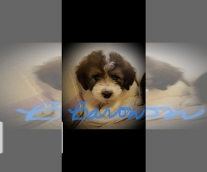 Pyredoodle Puppy for sale in GLENCOE, AR, USA