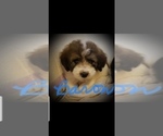 Small Photo #1 Pyredoodle Puppy For Sale in GLENCOE, AR, USA