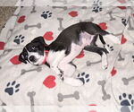 Small #6 Mutt