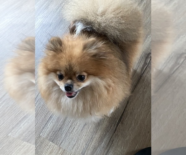 Medium Photo #1 Pomeranian Puppy For Sale in HUBERT, NC, USA