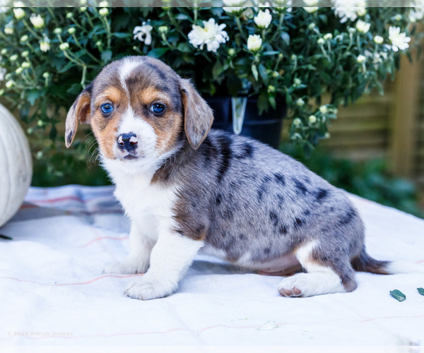 Medium Photo #6 Dorgi Puppy For Sale in WAKARUSA, IN, USA