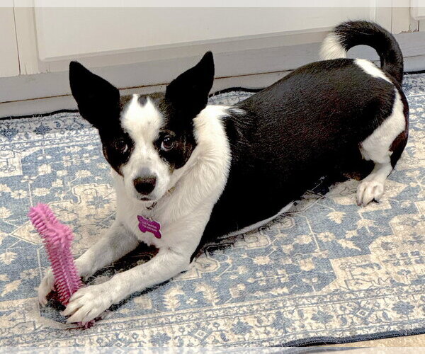 Medium Photo #3 Rat Terrier-Unknown Mix Puppy For Sale in Corona, CA, USA