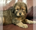 Small Photo #4 Tibetan Mastiff Puppy For Sale in LANCASTER, SC, USA