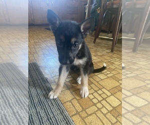 German Shepherd Dog-Siberian Husky Mix Puppy for sale in MILWAUKEE, WI, USA