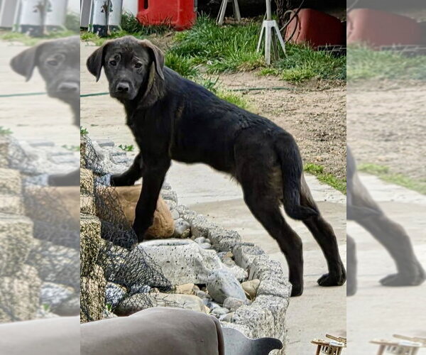 Medium Photo #9 Mutt Puppy For Sale in Mount Laurel, NJ, USA