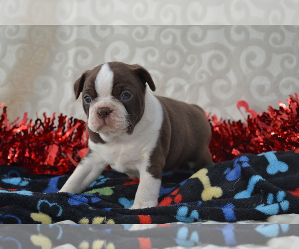 Medium Photo #6 Boston Terrier Puppy For Sale in GREENWOOD, WI, USA