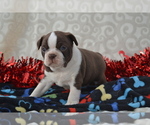 Small #5 Boston Terrier