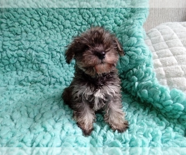 Medium Photo #4 Shih Tzu Puppy For Sale in LAUREL, MS, USA