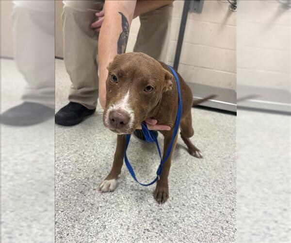 Medium Photo #1 Mutt Puppy For Sale in Conroe, TX, USA