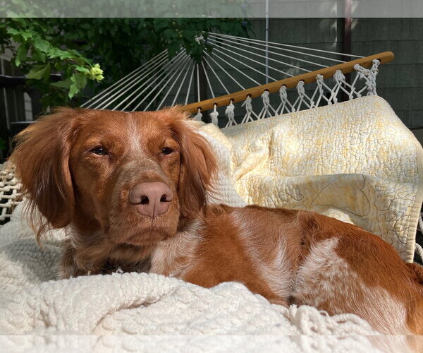 Medium Photo #4 Brittany Puppy For Sale in Curwensville, PA, USA