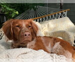 Small Photo #4 Brittany Puppy For Sale in Curwensville, PA, USA