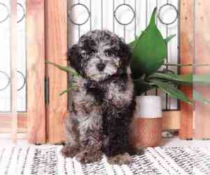 Cavapoo Puppy for sale in NAPLES, FL, USA