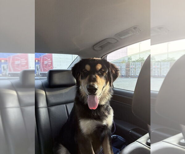 Medium Photo #3 Huskies -Retriever  Mix Puppy For Sale in Brooklyn, NY, USA