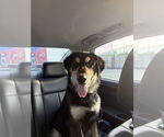 Small #2 Huskies -Retriever  Mix