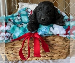 Goldendoodle Puppy for sale in CHARITON, IA, USA