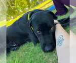 Small #2 Labrador Retriever Mix