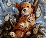 Puppy Prescott Cavachon-Poodle (Miniature) Mix