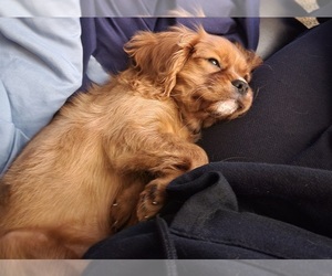 Cavalier King Charles Spaniel Puppy for sale in VALPARAISO, IN, USA