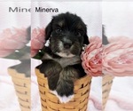 Puppy Minerva Bernedoodle