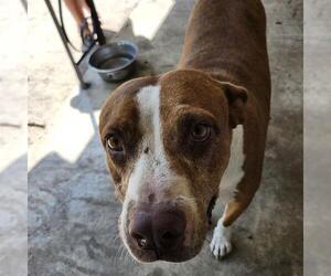 American Staffordshire Terrier-Unknown Mix Dogs for adoption in San Antonio, TX, USA