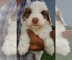 Small #11 Bernedoodle (Miniature)