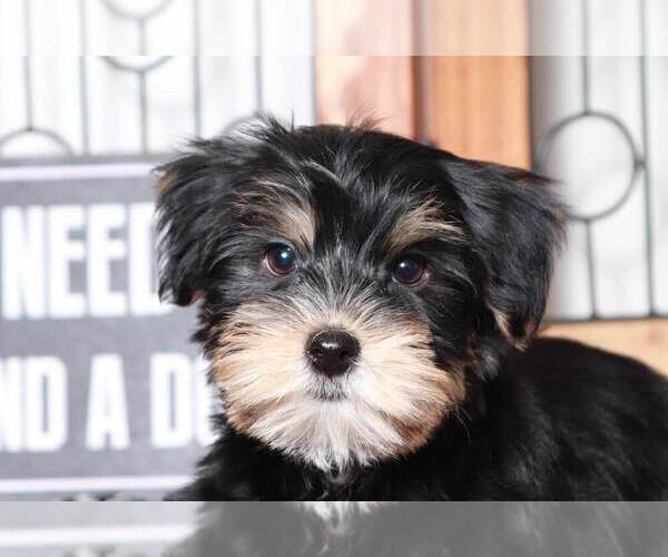 Medium Photo #4 Morkie Puppy For Sale in NAPLES, FL, USA