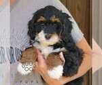 Grace - Female Bernedoodle (Miniature) Puppy for Sale - Photo #4