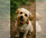 Small #2 Poovanese