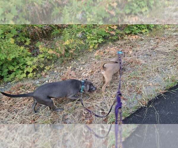 Medium Photo #27 American Pit Bull Terrier-Unknown Mix Puppy For Sale in Sebec, ME, USA